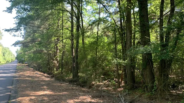 a view of a forest with trees