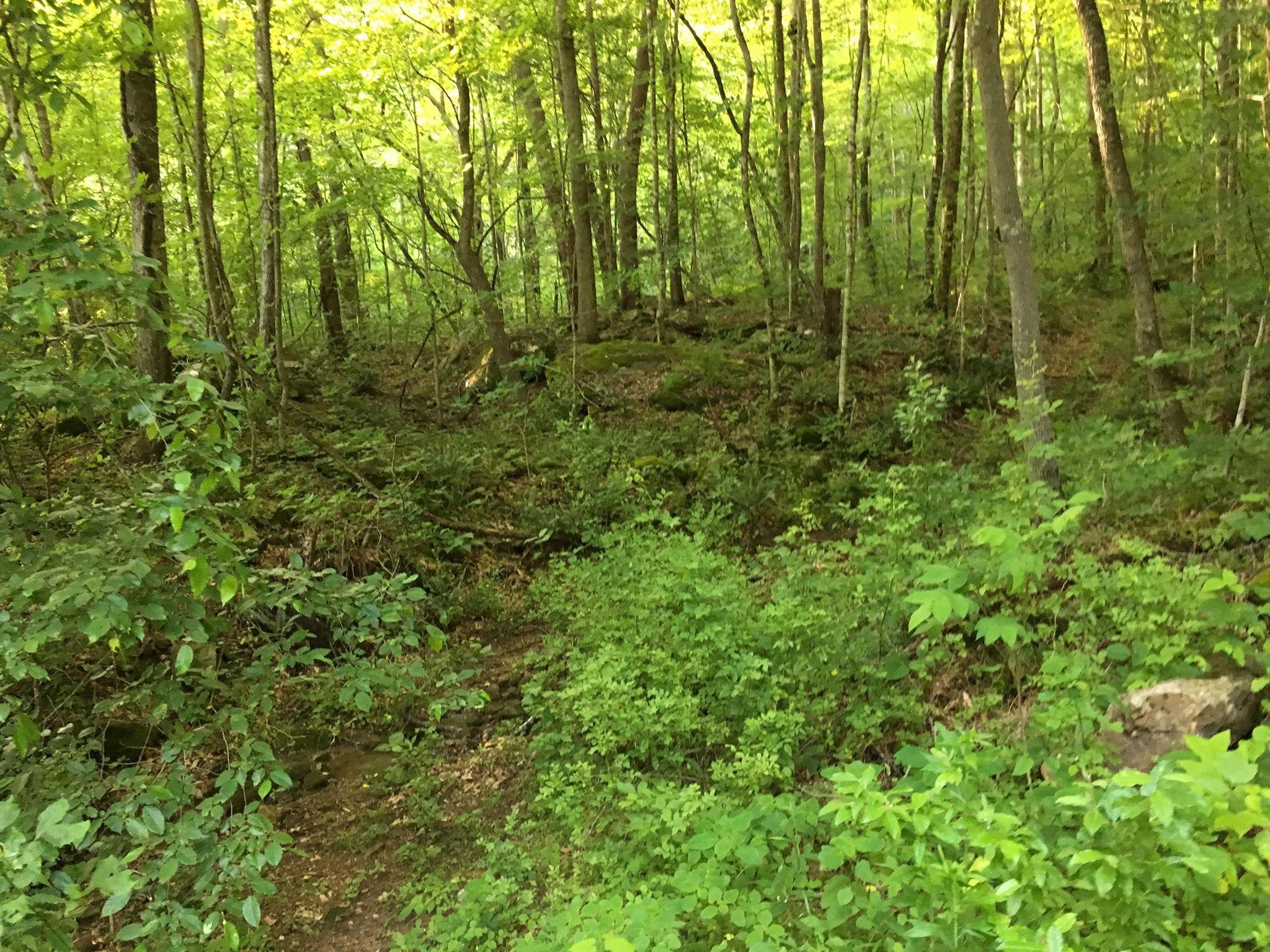 0 Lawson Road Huntsville, TN 37756 - Photo 1 of 8