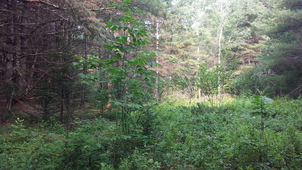 0 Swett Road, Unit LOT 4 Hampden, ME 04444 - Photo 9 of 13 Photo