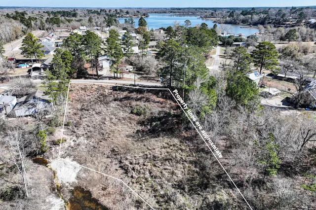 a view of a yard with plants and large trees