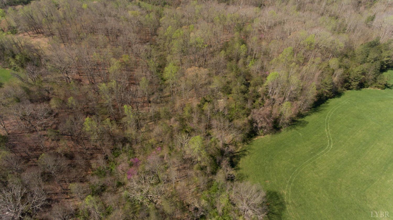 0 Father Judge Road Monroe, VA 24574 - Photo 14 of 23 a view of a forest with a tree