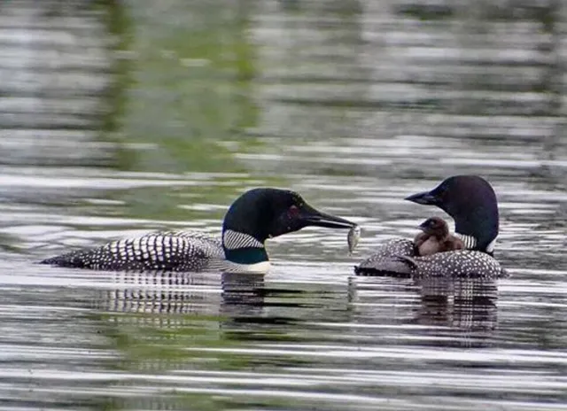 $425,000 | 610 Railroad Bed Rd Lake View, Milo, ME 04463