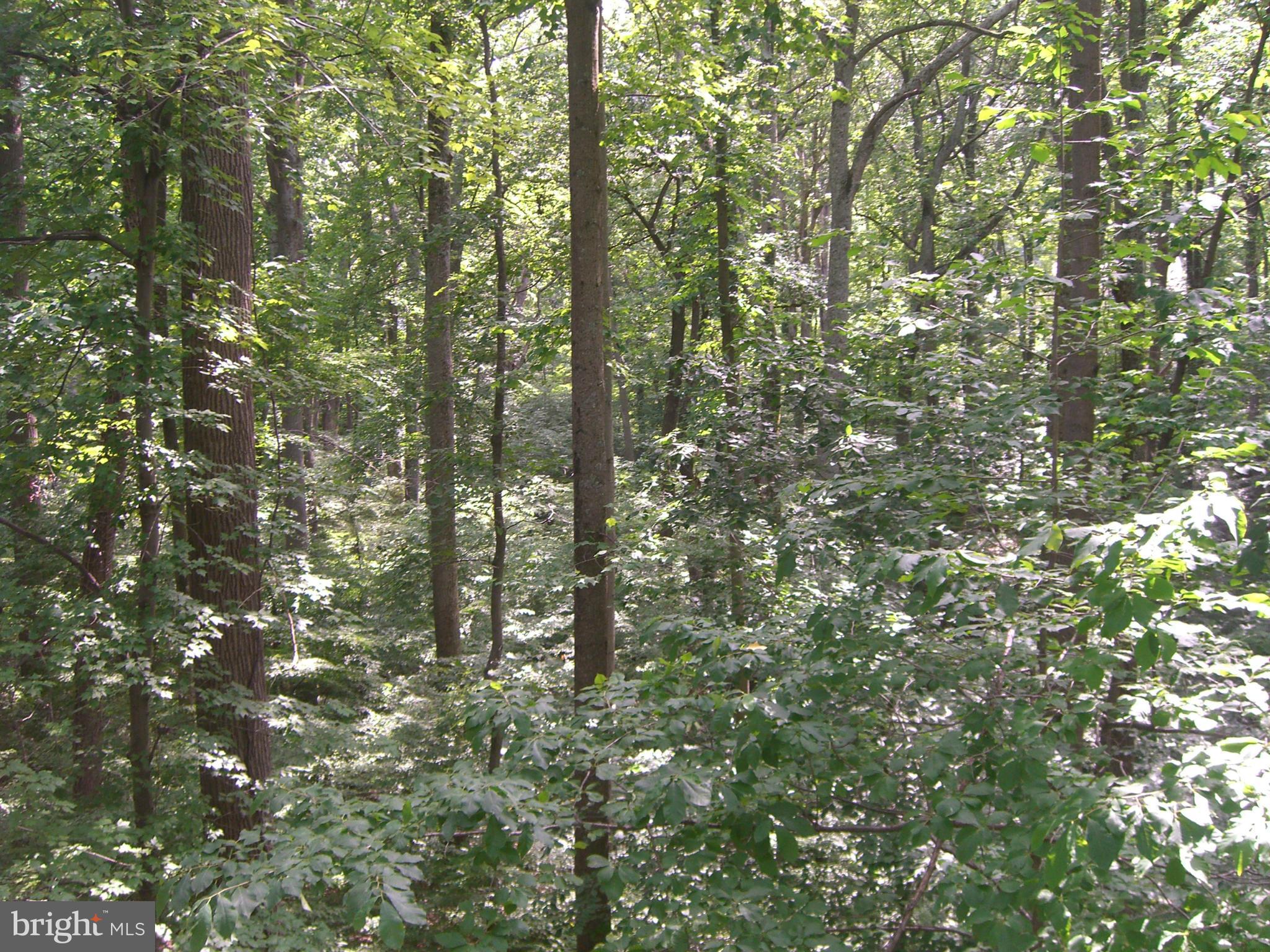 628 Rolling Dale Road Annapolis, MD 21401 - Photo 23 of 26 View from Rear Deck