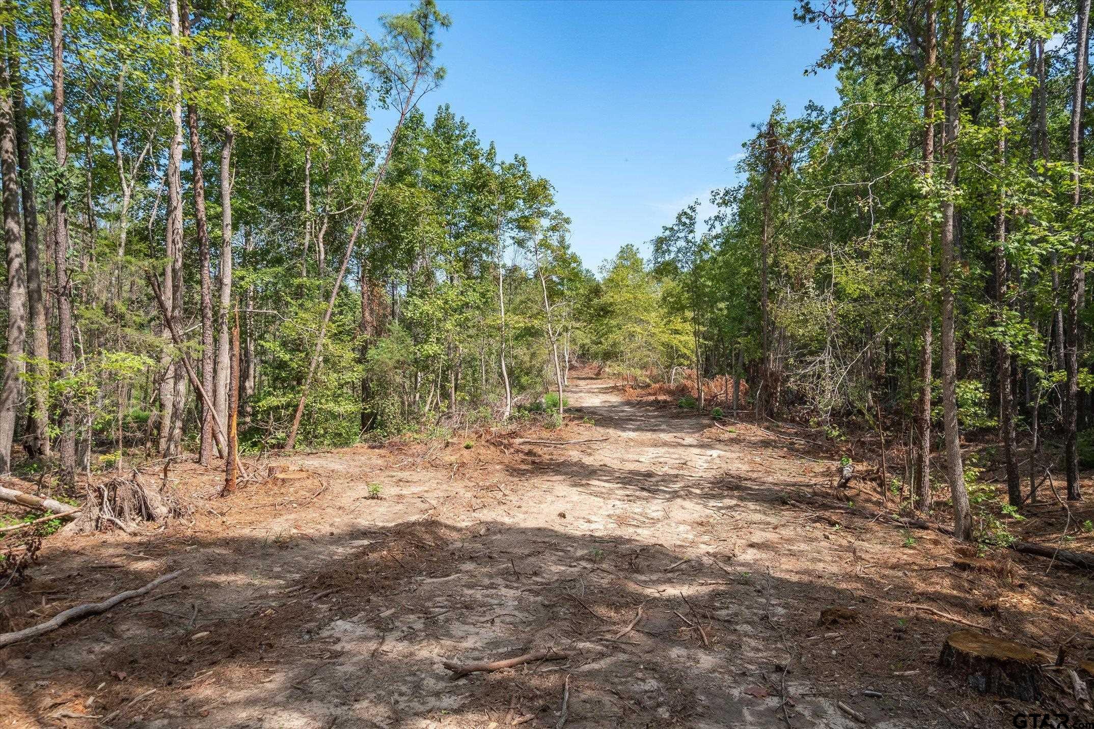 19451 County Road 4307 Larue, TX 75770 - Photo 7 of 22 a view of a yard with plants and trees