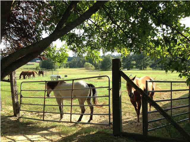 9592 Hillsboro-Ludlow Road Lena, MS 39094 - Photo 17 of 22 Fully fenced - Bring your own horses