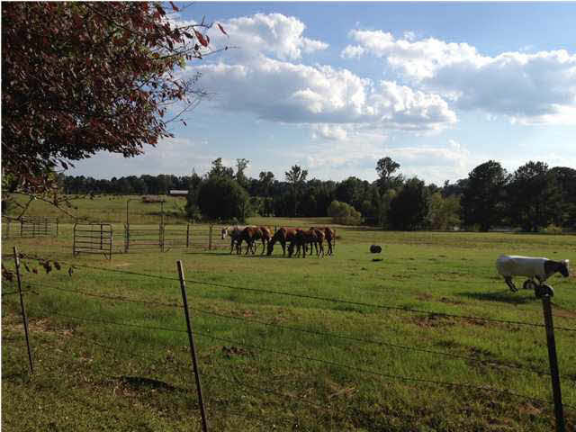 9592 Hillsboro-Ludlow Road Lena, MS 39094 - Photo 20 of 22 The side pasture