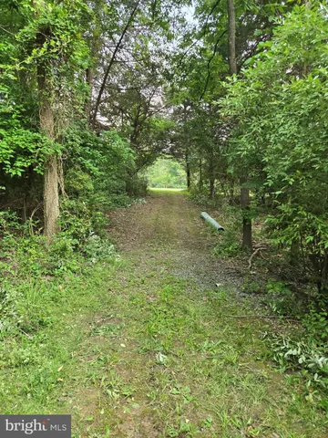 a view of a yard with plants and a trees