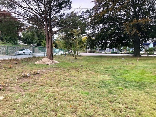 a view of a tree with a yard