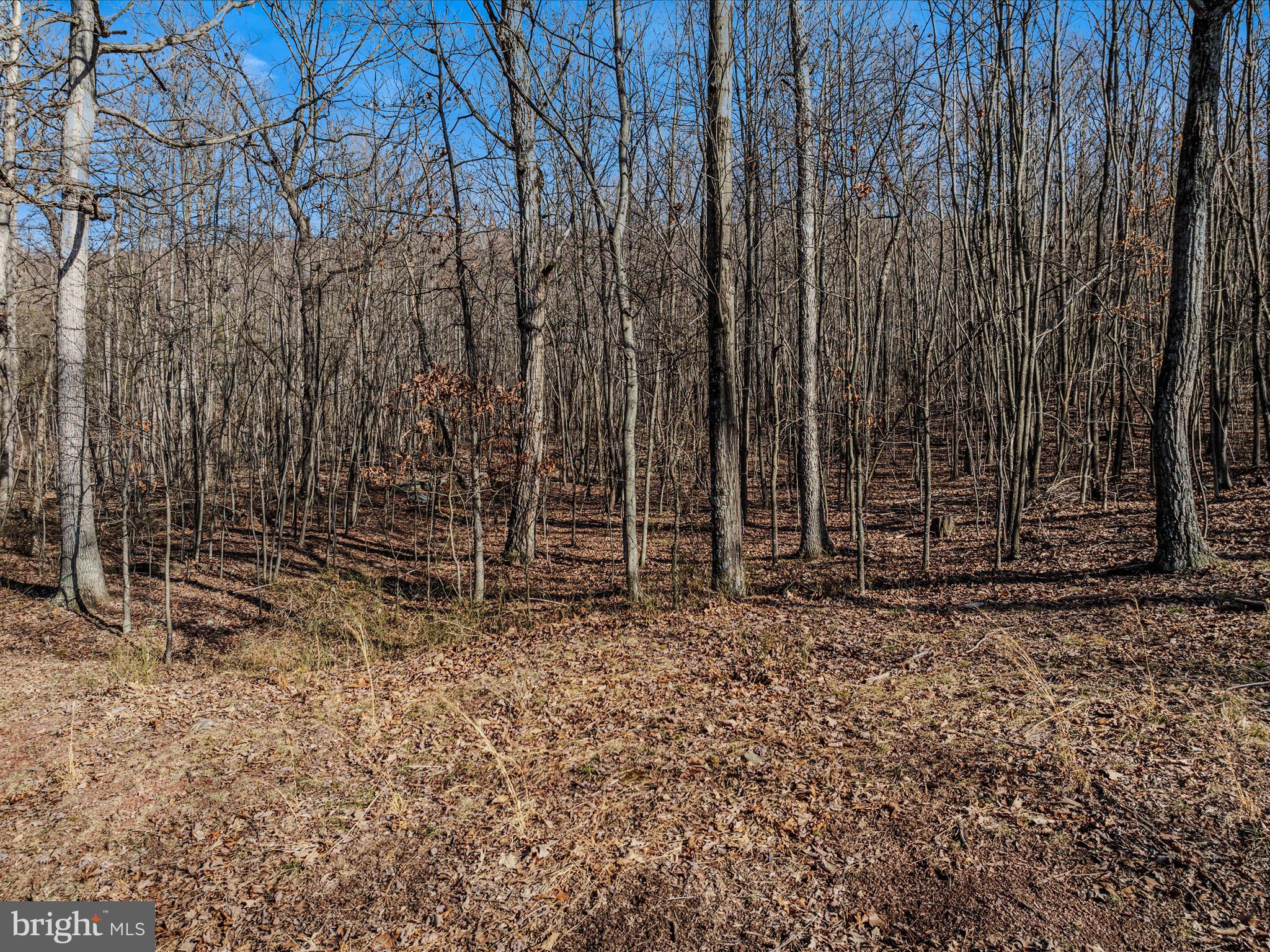 Spring Drive Berkeley Springs, WV 25411 - Photo 6 of 29 Road View
