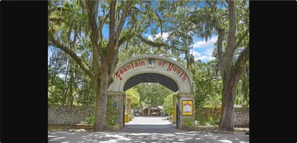 a close view of a garden with a tree