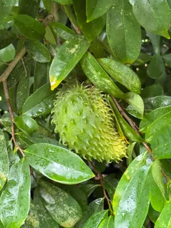 $575,000 | 4725 Foxtail Palm Court, Greenacres, FL 33463