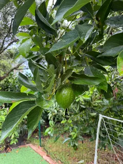 $575,000 | 4725 Foxtail Palm Court, Greenacres, FL 33463