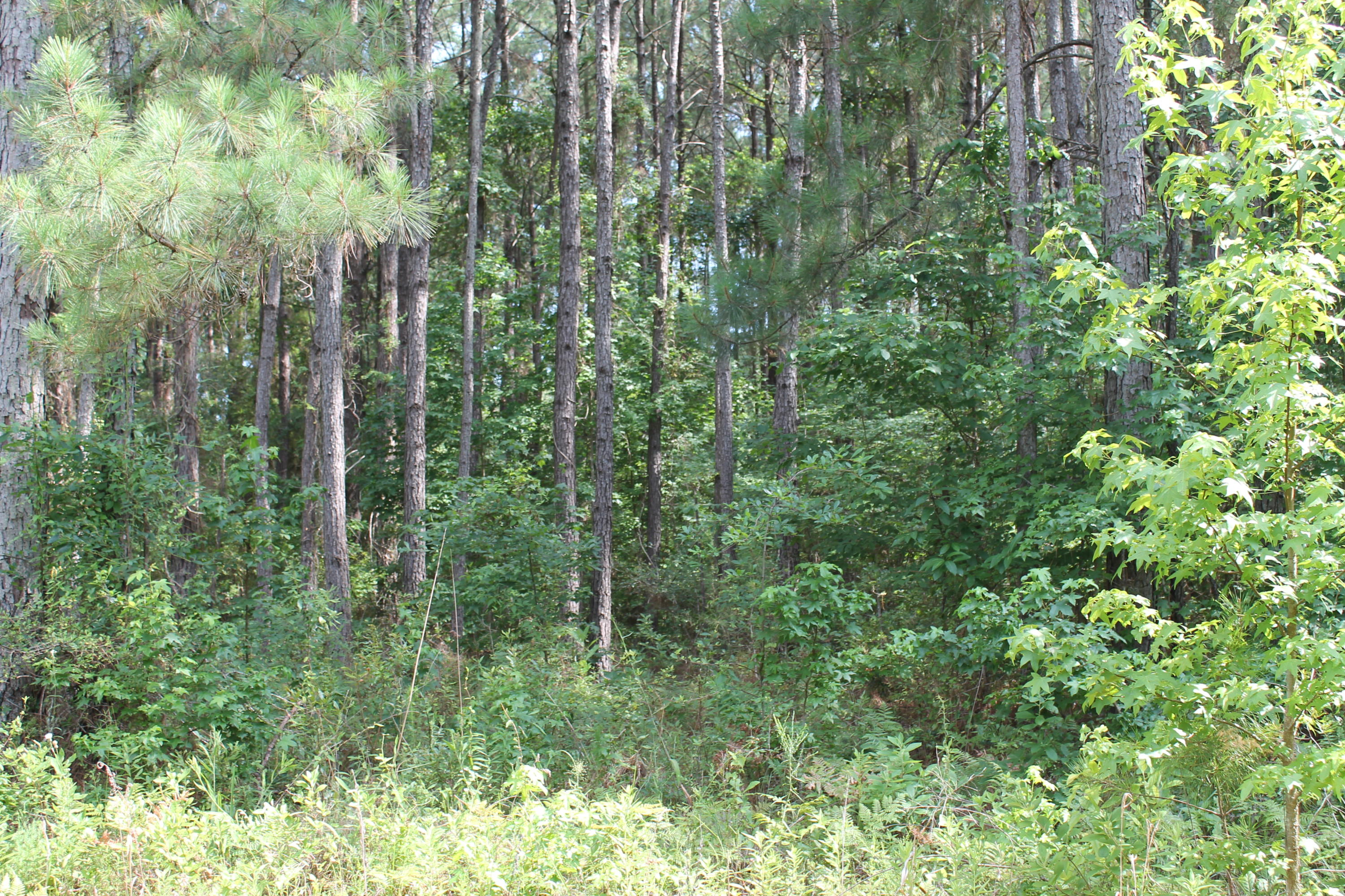 0 Bridle Gate Awendaw, SC 29429 - Photo 2 of 2 2014-01-31 06.42.37