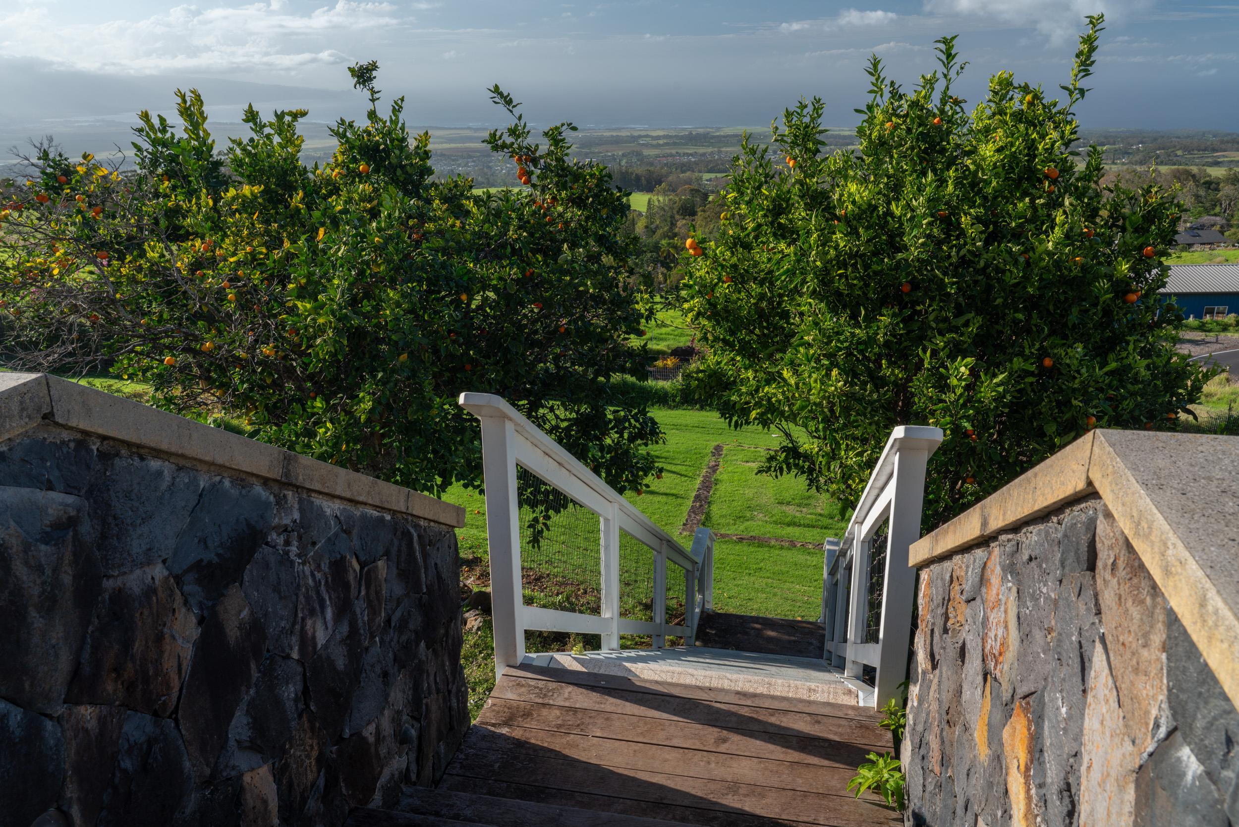 1630 Olinda Road Makawao, HI 96768 - Photo 48 of 50 a view of street along with trees