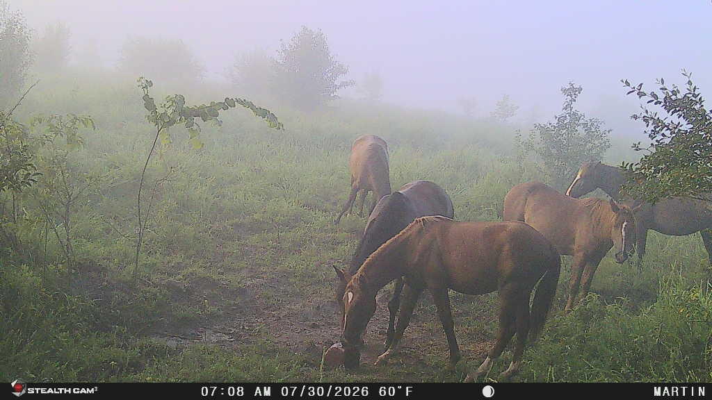 9074 Wolf Creek Road Pilgrim, KY 41250 - Photo 126 of 133 Wild Horses