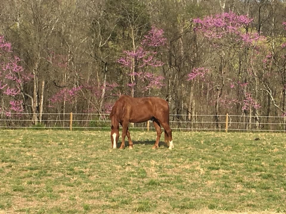 9043 Cross Plains Road White House, TN 37188 - Photo 46 of 52
