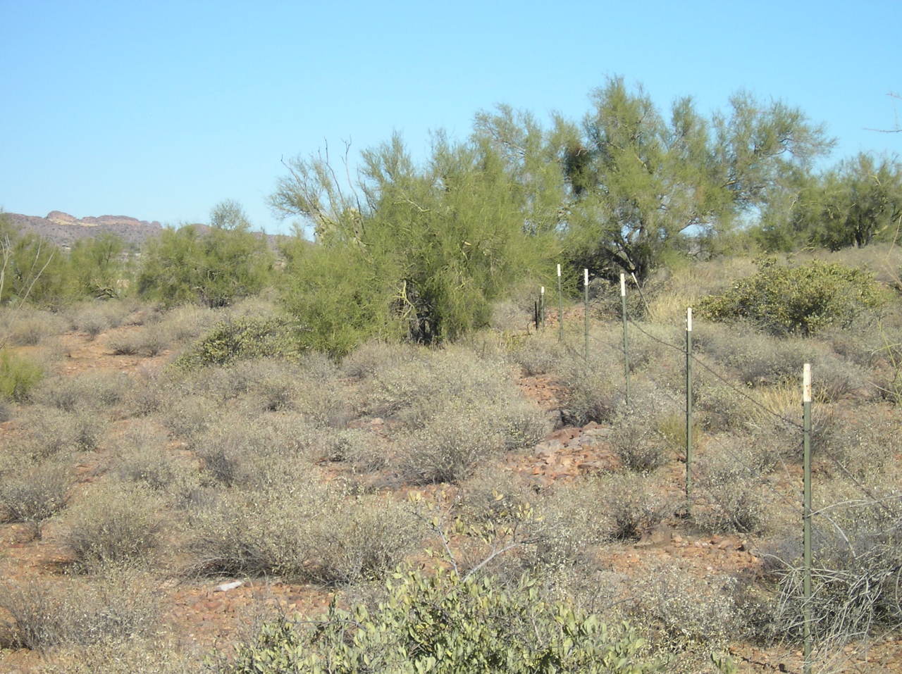 3250 North Mountain View Road, Unit 1 Apache Junction, AZ 85119 - Photo 4 of 13 Back Fence Looking North