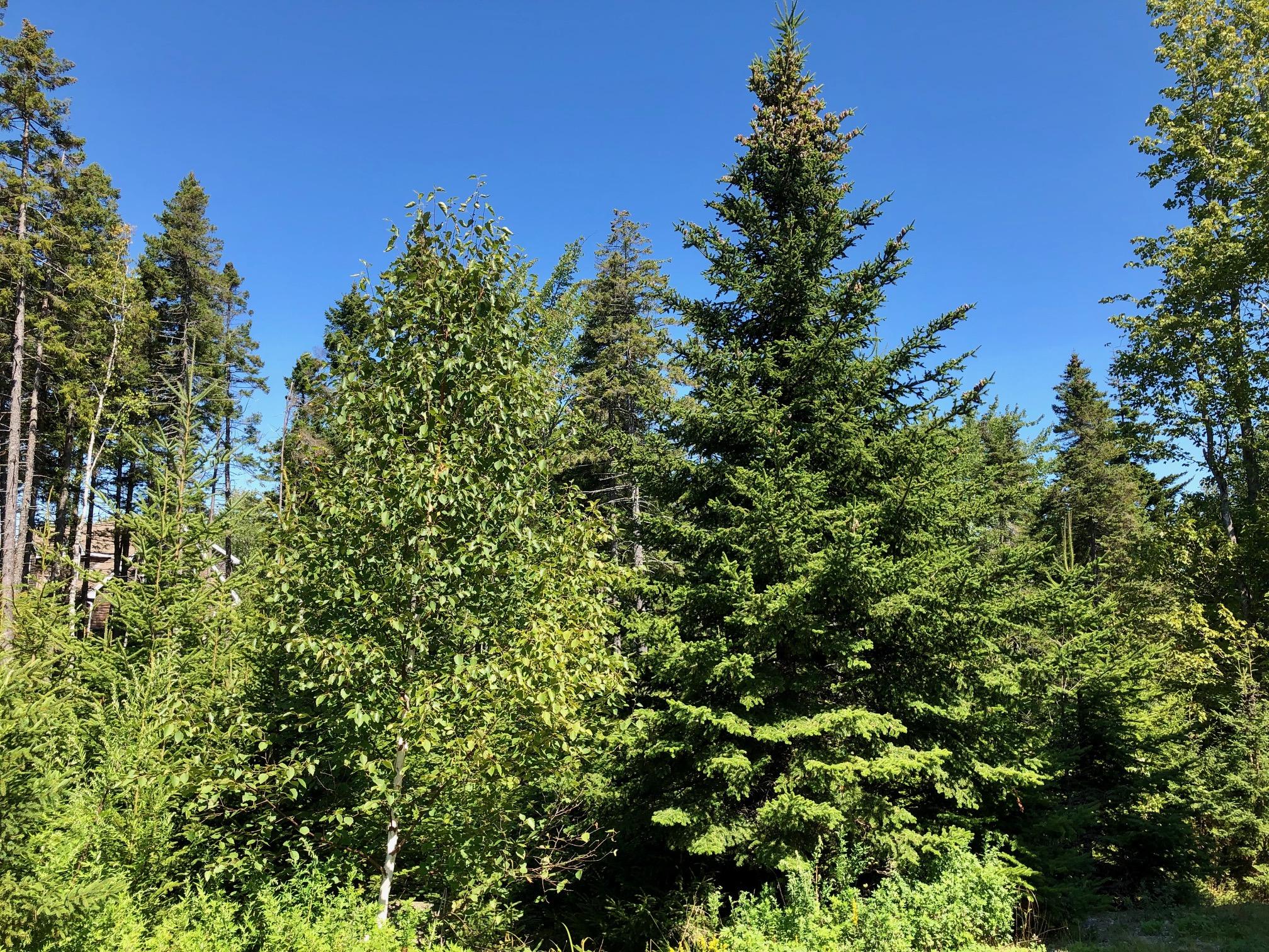 130 Bass Harbor Woods Road Bass Harbor, ME 04653 - Photo 39 of 41 Land