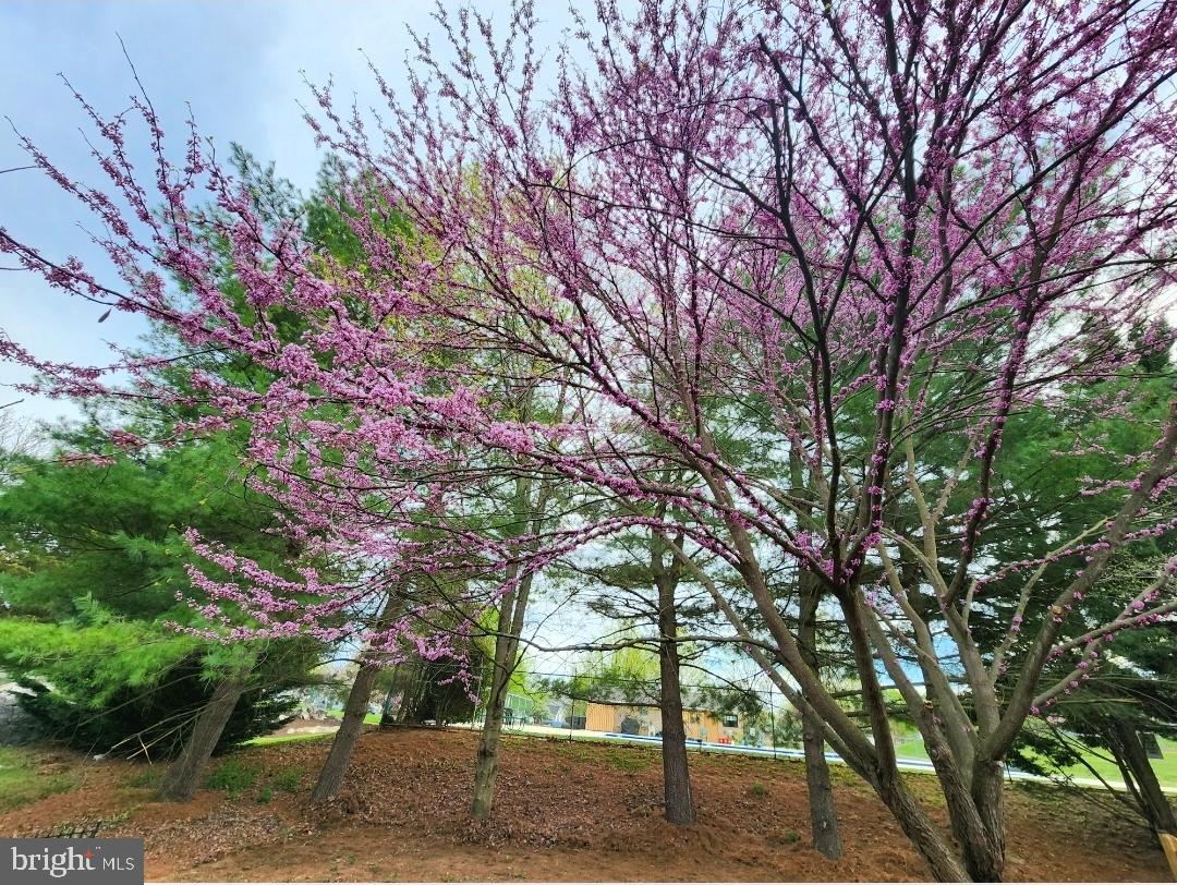 14 Ambler Lane Falling Waters, WV 25419 - Photo 24 of 28 Blossoming cherry trees in previous year