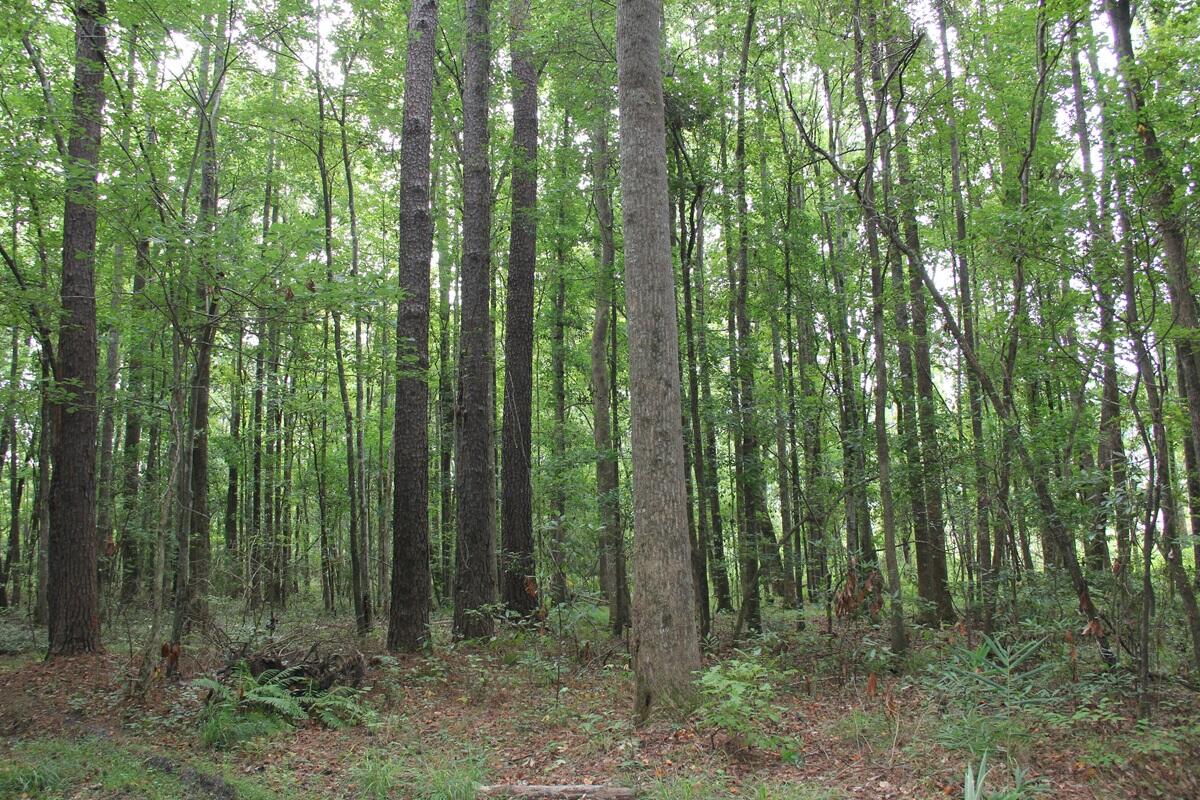 0 4 4 Holes Road Orangeburg, SC 29115 - Photo 16 of 31 IMG_9731