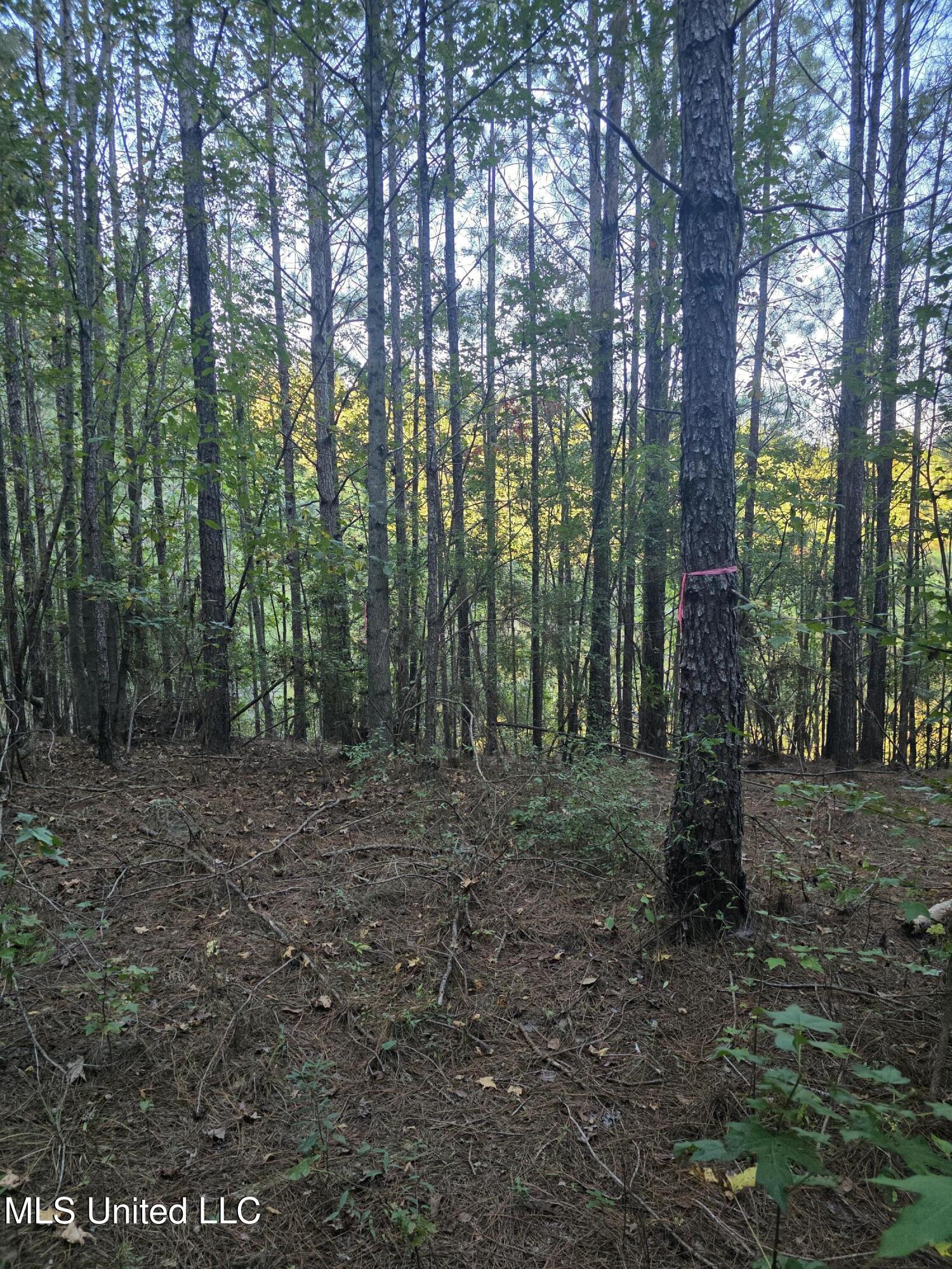 1067 Williams Road Wesson, MS 39191 - Photo 11 of 31 18524