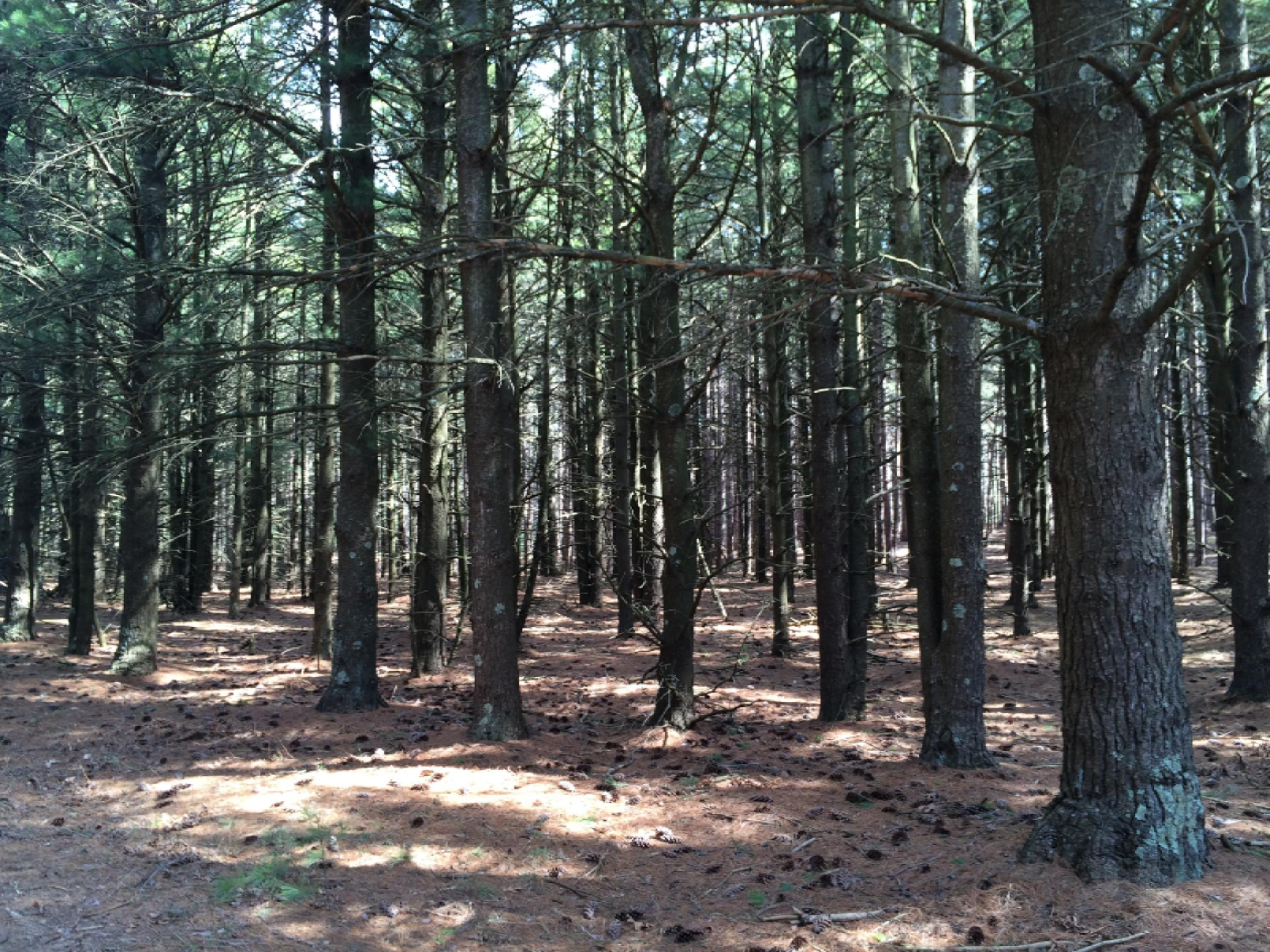 28.6 A Red Apple Road Manistee, MI 49660 - Photo 13 of 32 Pines and hardwoods throughout