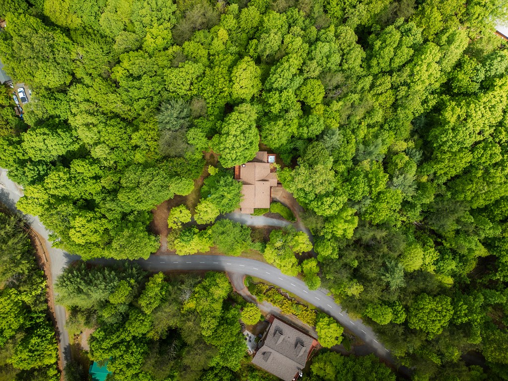 1600 My Mountain Road Morganton, GA 30560 - Photo 40 of 50 a view of a yard with a tree