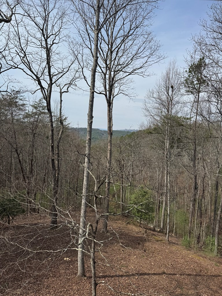1600 My Mountain Road Morganton, GA 30560 - Photo 4 of 50 a view of a forest filled with trees