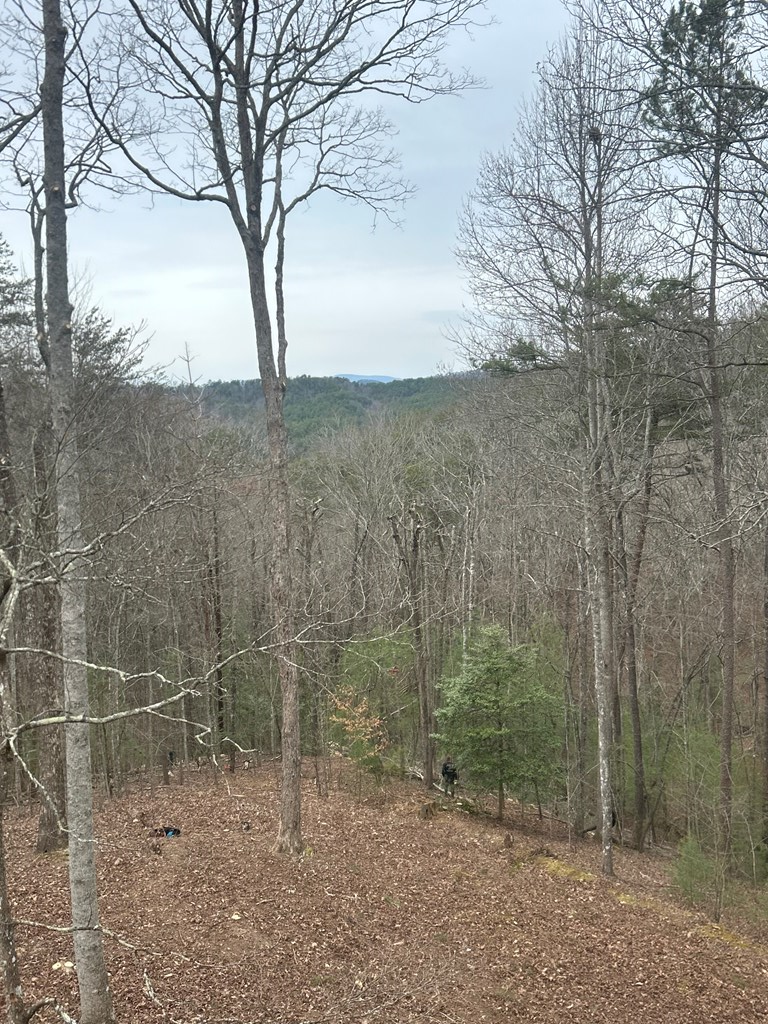 1600 My Mountain Road Morganton, GA 30560 - Photo 47 of 50 a view of a forest with a tree