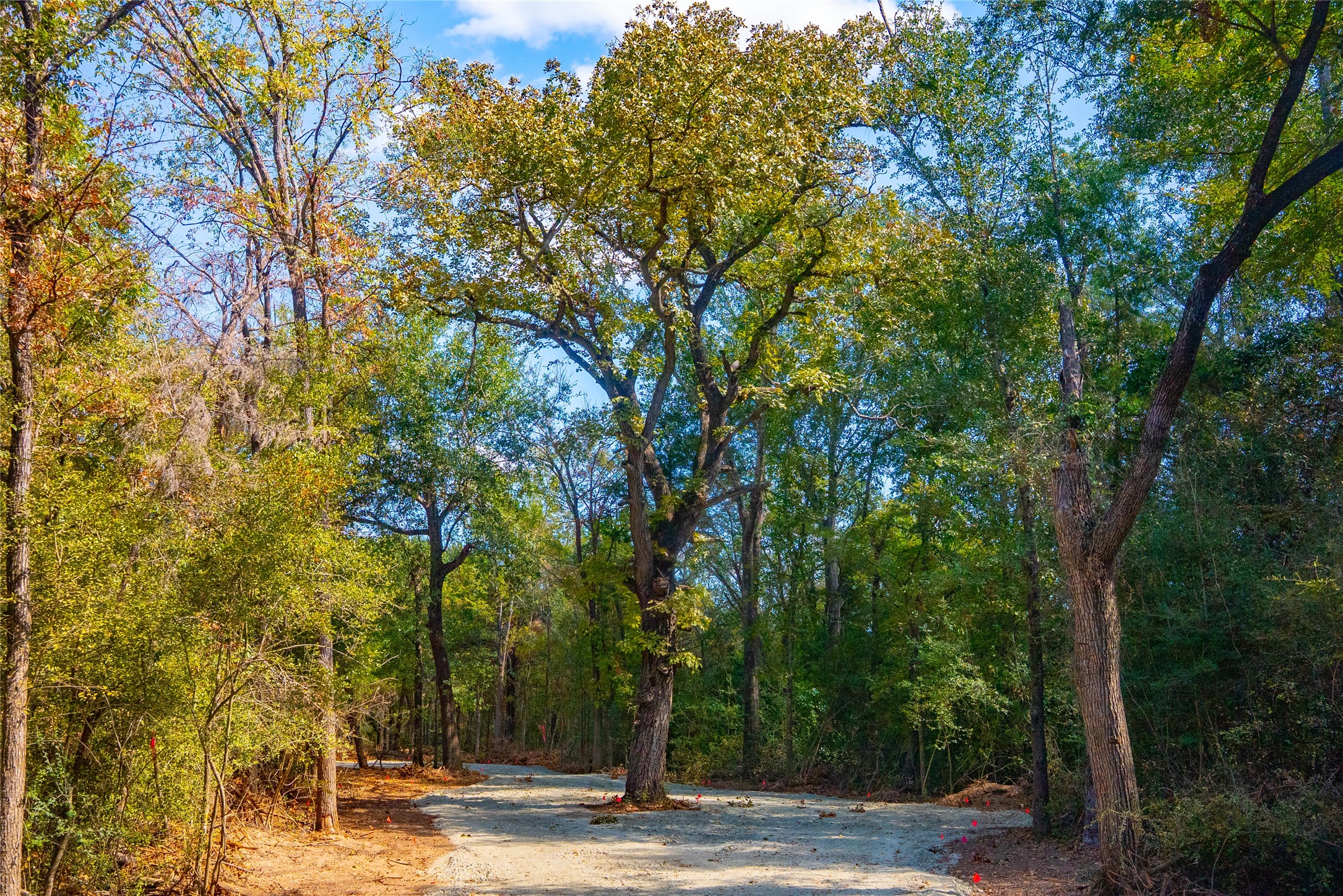 12320 Red Hill Road Hearne, TX 77859 - Photo 2 of 8 View of road featuring a wooded view