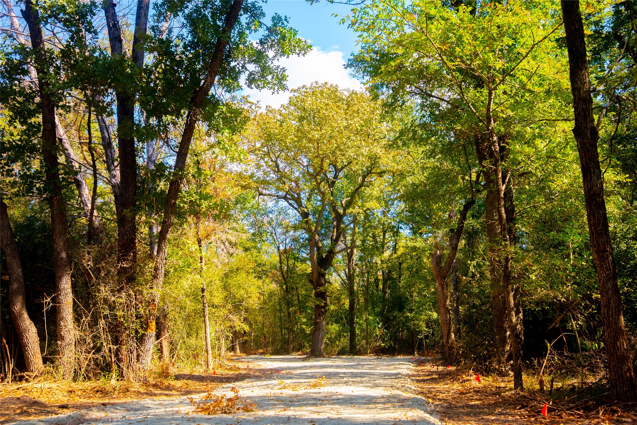 12320 Red Hill Road Hearne, TX 77859 - Photo 3 of 8 View of road featuring a wooded view