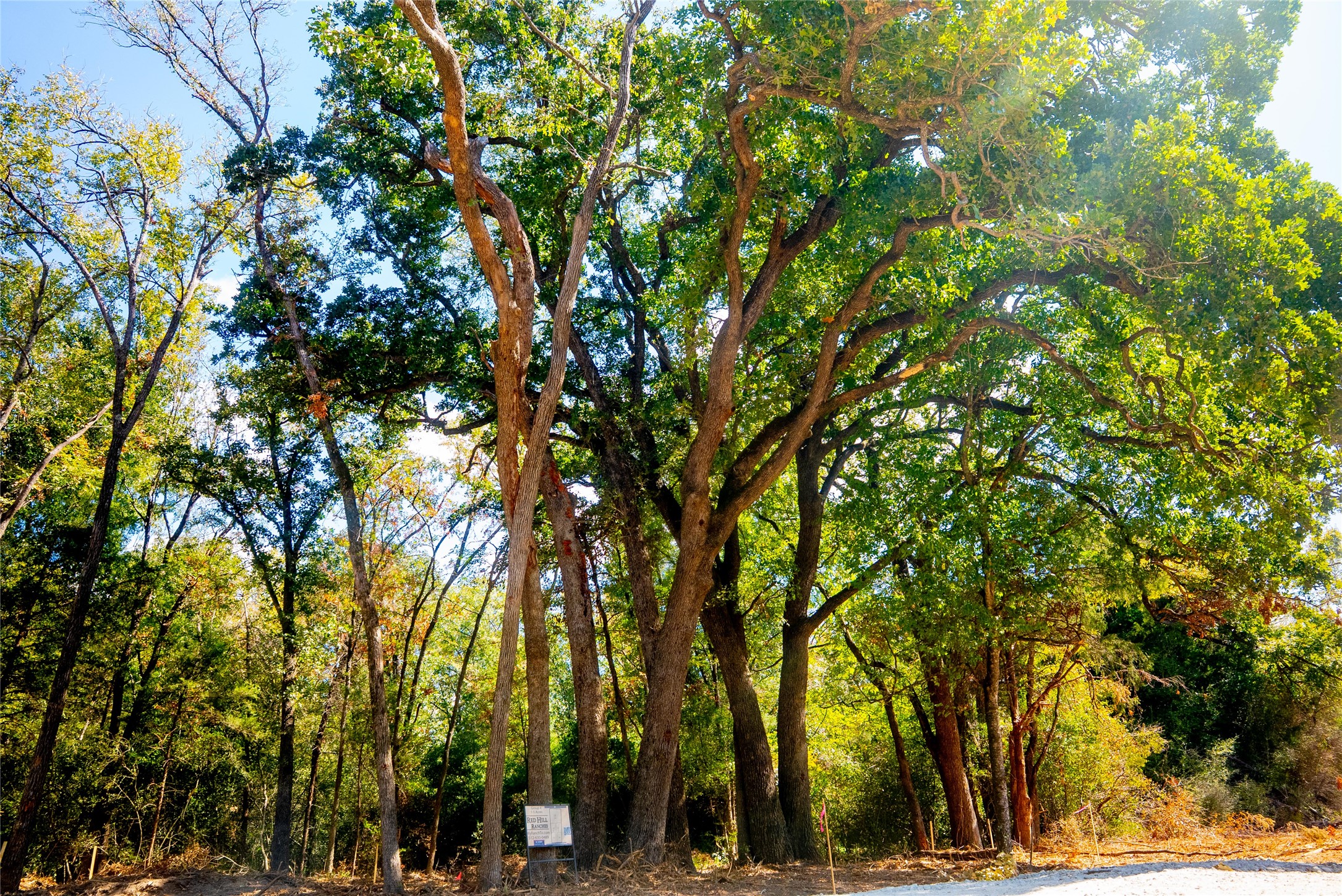 12320 Red Hill Road Hearne, TX 77859 - Photo 5 of 8