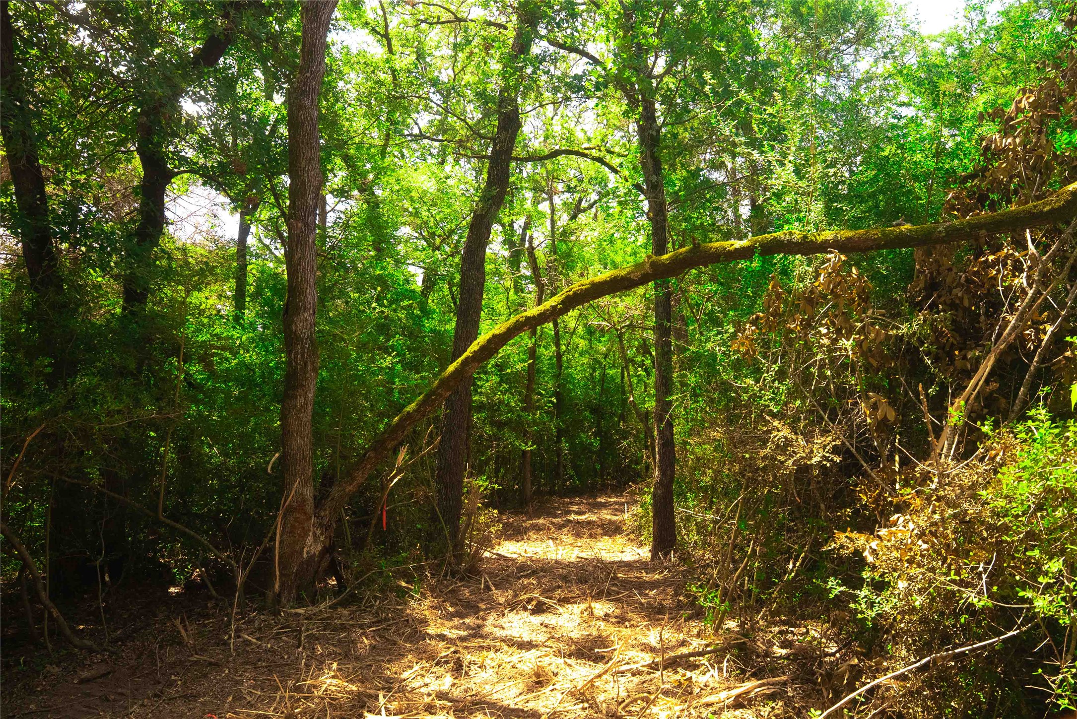 12320 Red Hill Road Hearne, TX 77859 - Photo 7 of 8 View of tree filled area