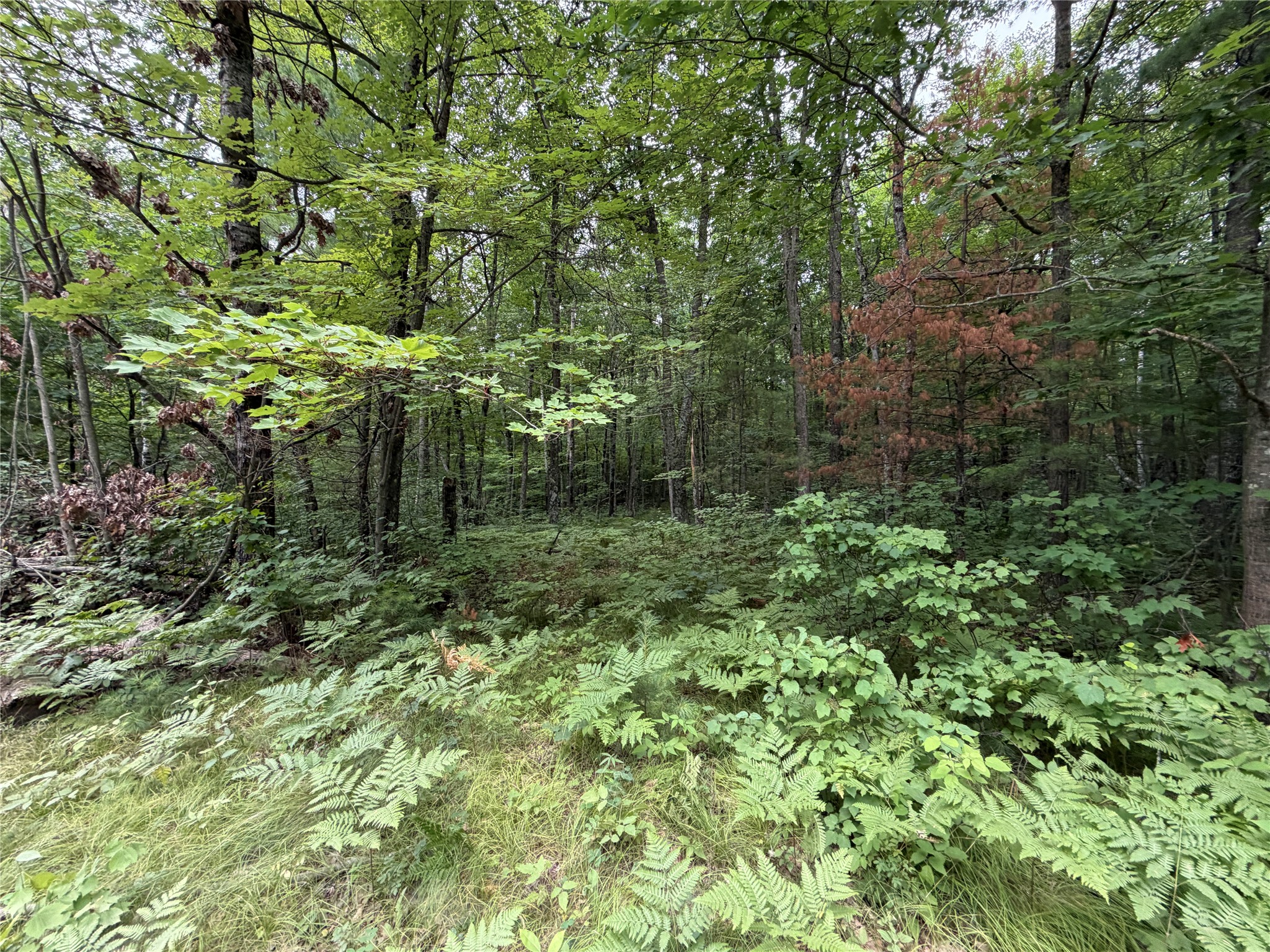 Lot 1 Nor Wis Road North Hayward, WI 54843 - Photo 1 of 37