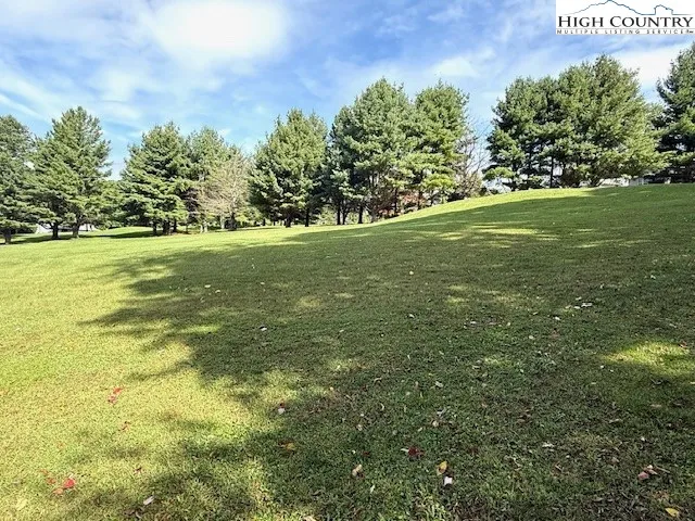a view of a yard with plants and large trees