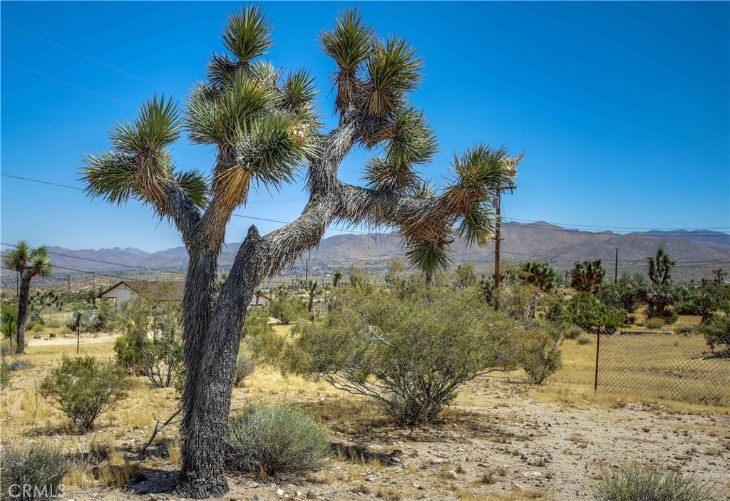 5407 Paradise View Road Yucca Valley, CA 92284 - Photo 35 of 63 a view of a yard with a tree