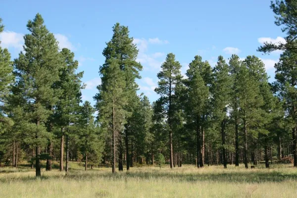 $625,000 | 7337 Forest Service 122 Road, Happy Jack, AZ 86024