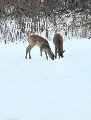 $224,900 | 262 Ba-Wood Lane, Unit 1, Janesville, WI 53545