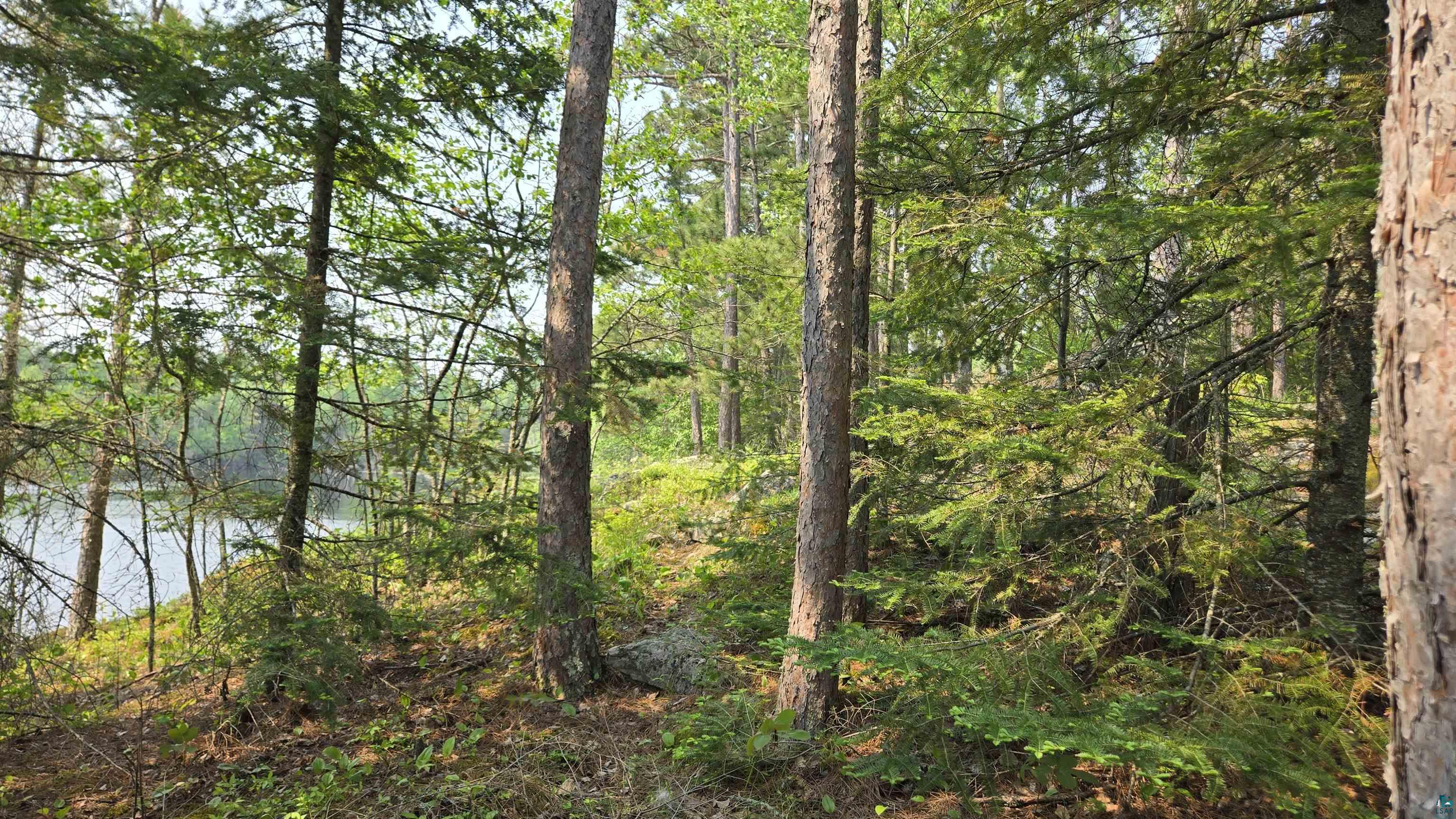 11.82 Bessette Road Orr, MN 55771 - Photo 32 of 44 View of wooded area