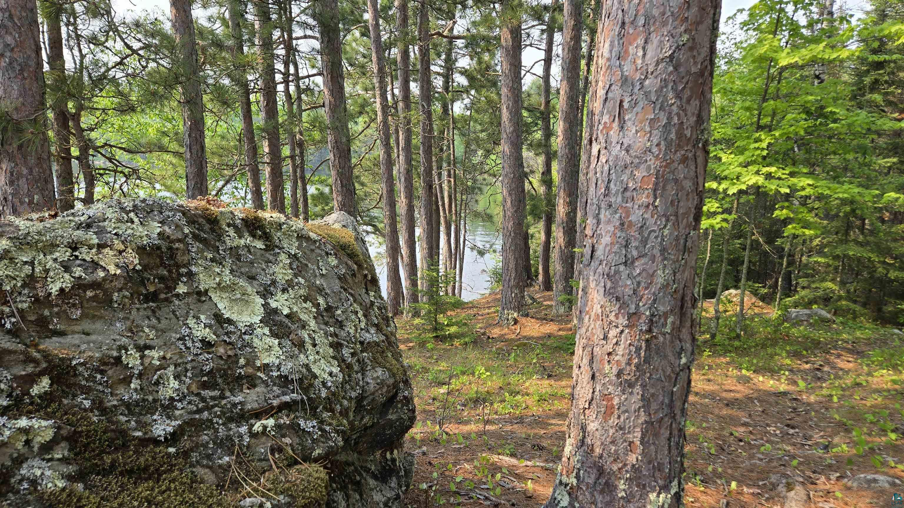 11.82 Bessette Road Orr, MN 55771 - Photo 37 of 44 View of woods