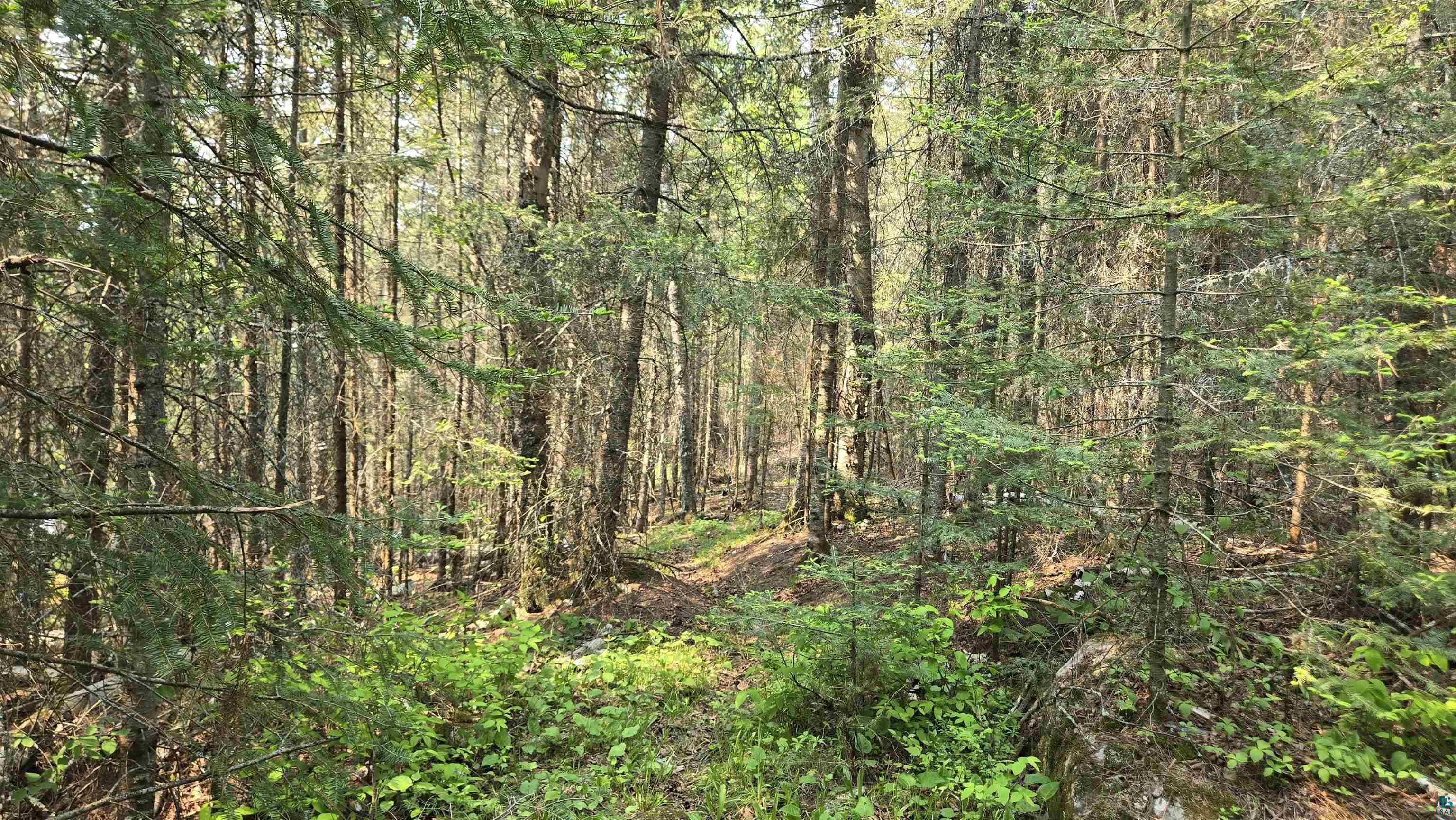 11.82 Bessette Road Orr, MN 55771 - Photo 38 of 44 View of tree filled area