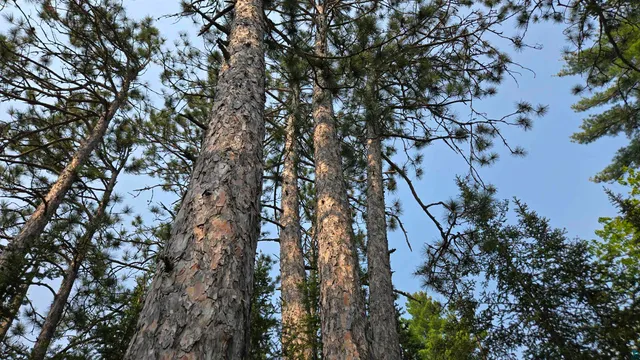 $499,000 | 11.82 Bessette Road, Orr, MN 55771