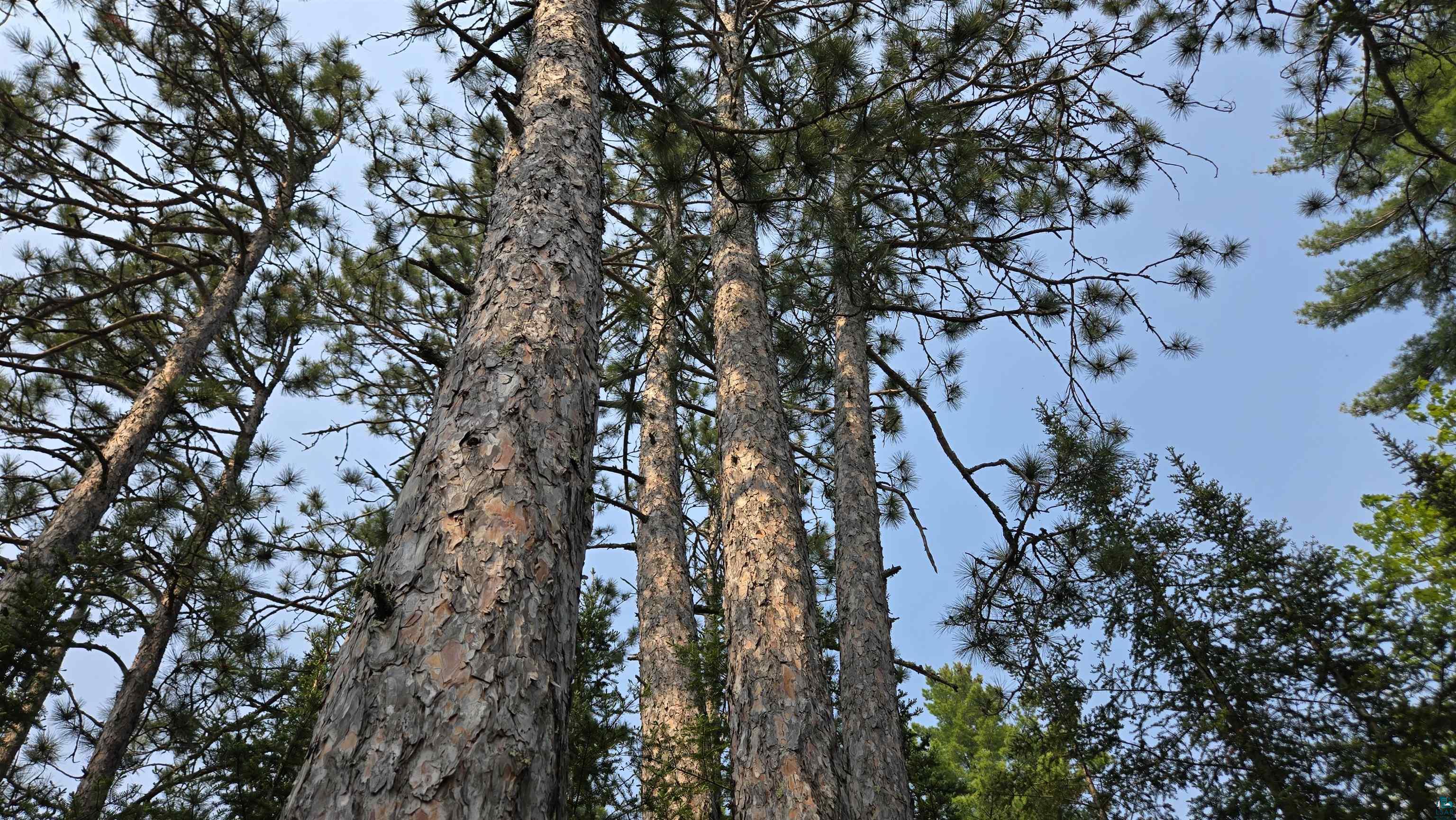 11.82 Bessette Road Orr, MN 55771 - Photo 8 of 44 Exterior view