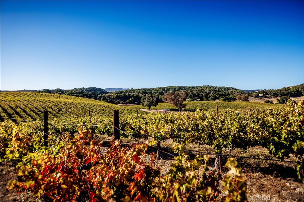 3000 Oakdale Road Paso Robles, CA 93446 - Photo 19 of 26 Cabernet vines looking towards tasting room.