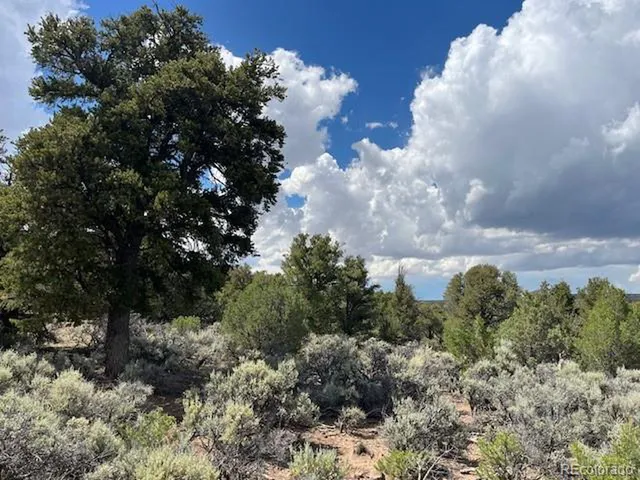 a view of a bunch of trees in a field