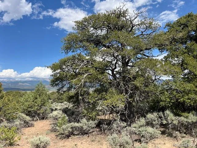 a view of a tree with a yard