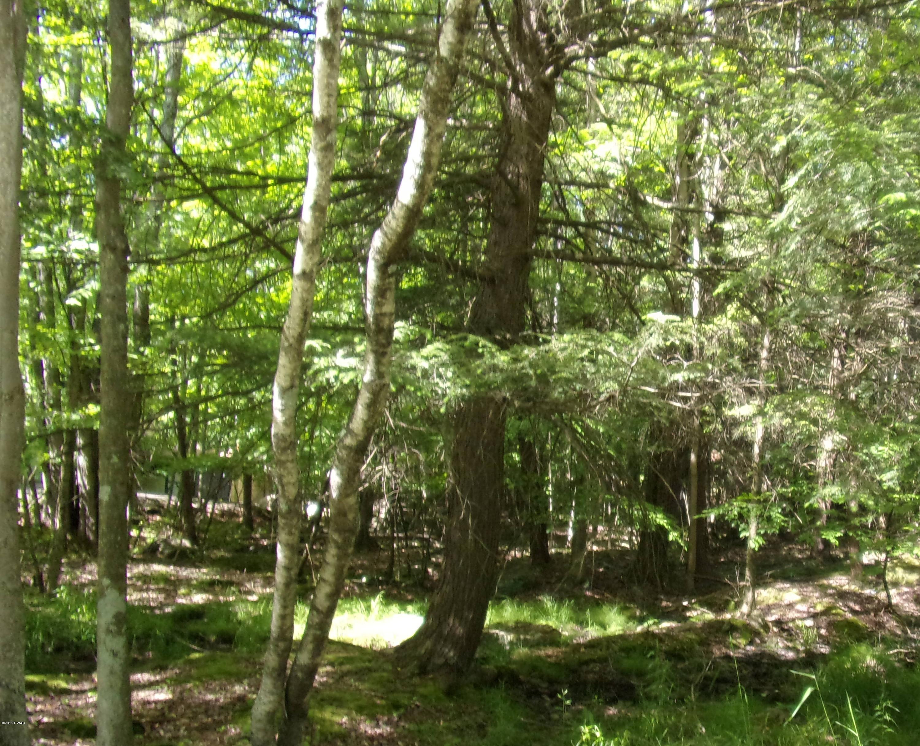 Shelbert Road Newfoundland, PA 18445 - Photo 1 of 1