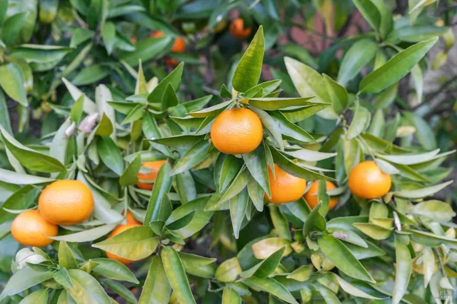 $880,000 | 19440 Riverside Drive, Sonoma, CA 95476