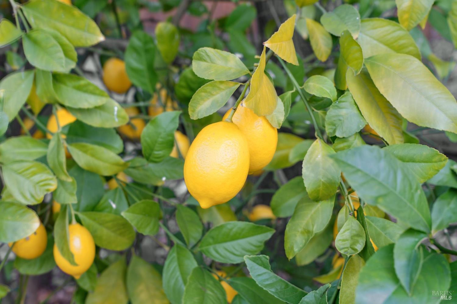 19440 Riverside Drive Sonoma, CA 95476 - Photo 40 of 60