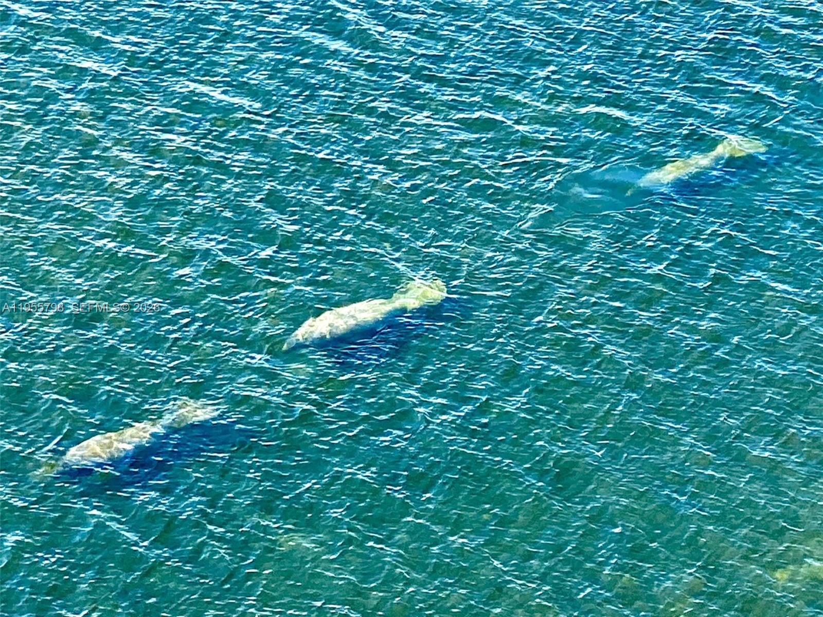 200 Southeast 15th Road, Unit 15C Miami, FL 33129 - Photo 31 of 31 a view of a lush green forest